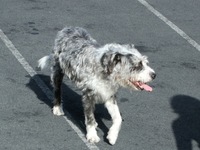 Αμφιλοχία: Έριξαν φόλα στον σκύλο της