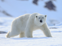 Πολική αρκούδα επιτέθηκε και σκότωσε μια...