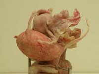 Τα νεοαποκτηθέντα plastinated δείγματα α...