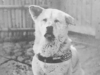 Χάτσικο, 100 χρόνια από τη γέννηση του π...