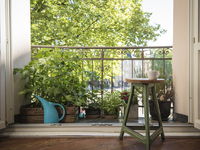 Τα πέντε φυτά που απωθούν τις κατσαρίδες...