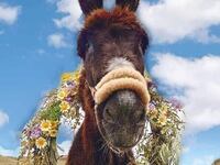 Σαντορίνη: Ευθανασία σε γαϊδουράκι που α...