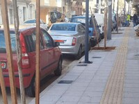 Πάτρα: Δενδροφύτευση στα νέα πεζοδρόμια ...