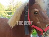 Πάτρα: Βρέθηκε το πόνυ που αγνοείτο από χθες