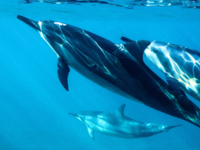 Πώς ο πόλεμος στην Ουκρανία σκοτώνει τα ...