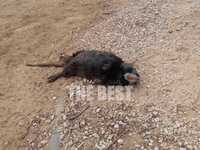 Τι είναι ο μυοκάστορας που βρέθηκε σήμερ...