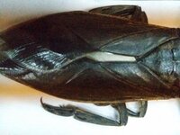 Εντοπίστηκε ο γιγαντιαίος λιθόκερος στο ...