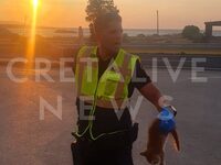 Κρήτη: Αστυνομικός «ήρωας» σώζει γατάκια...
