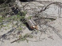 Πάτρα: Παρέμβαση της πυροσβεστικής για π...