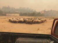 Καλάβρυτα: Αποστολή βοήθειας με ζωοτροφέ...