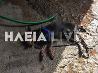 Σοκ στον Πύργο: Δεσποζόμενος σκύλος βγήκ...