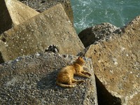 Οκτώ νεκρές γάτες στην Πλαζ της Πάτρας