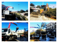 Οι φοίνικες επιστέφουν στις πλατείες της...