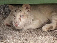 Ενδιαφέρον από κέντρο διάσωσης του εξωτε...