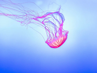 Μωβ μέδουσες: Το μυστικό όπλο βρίσκεται ...