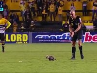 «Εισβολή» πόσουμ σε αγώνα στη Βραζιλία 