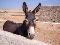 Τι σημαίνει και από πού προέρχεται η φρά...