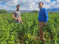 Επιβεβλημένη η προστασία της καλλιέργεια...