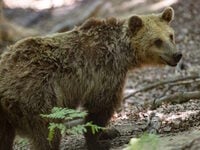 Καστοριά: Νεκρή αρκούδα με τραύμα από πυ...