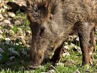Τα αγριογούρουνα στην Ελλάδα: Πώς μπορεί...