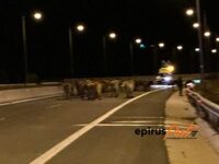 Εκτροπή νταλίκας που μετέφερε αγελάδες -...