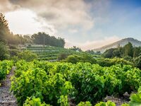 Εγκαταλείπεται ο αμπελώνας του Μπορντό στη Γαλλία