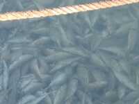 Κόρινθος: Γέμισε νεκρά ψάρια – Βίντεο απ...