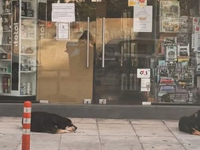 Χανιά: Σκυλιά περιμένουν θλιμμένα έξω απ...