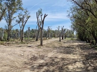 Ώρα Πατρών: Παρέμβαση για το κλάδεμα των...