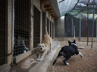 Θεσσαλονίκη: «Πέθανε στον κήπο» λέει ο π...