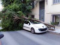 Πάτρα: Έπεσε κι άλλο δέντρο- Κατέληξε σε...