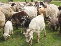 Πασχαλινό τραπέζι: Πόσο θα πληρώσουμε φέ...