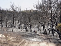 Μάχη με τις φωτιές σε όλη την Ελλάδα: 58...