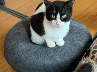 Πάτρα: Σε αναζήτηση οικογένειας οι 12 απ...