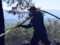 Τώρα! Φωτιά στο Δασύλλιο της Πάτρας