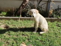 Κτηνωδία στην Αλεξανδρούπολη: Καταγγελία...