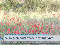 Κοκκίνησαν τα λιβάδια της Χίου