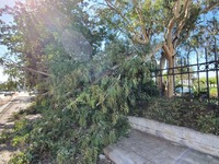 Πάτρα: Έπεσε δέντρο στην Ηρώων Πολυτεχνείου- ΦΩΤΟ