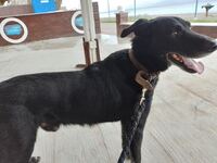 Χαρίζεται Λαμπραντόρ