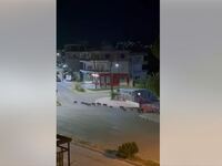 Βίντεο: Αγριογούρουνα κάνουν… περιπολίες...