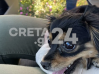 Κρήτη: Έσωσαν σκυλάκι που έτρεχε πανικόβ...