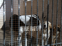 Η Ώρα Πατρών για καταφύγιο και κτηνιατρε...