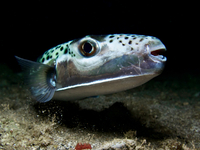 Λαγοκέφαλος: Που έκανε την εμφάνισή του ...