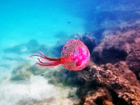 Μωβ Μέδουσα: «Εισβολή» και στο Ιόνιο Πέλ...