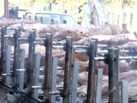 Πάτρα: Σχεδόν 100 σούβλες έστησε κρεοπωλ...