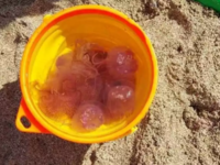 Οι μωβ μέδουσες έφτασαν σε παραλία στα Φ...