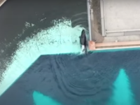 Φάλαινα φυλακισμένη σε ενυδρείο μοιάζει ...