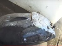 Ψάρεψαν το μεγαλύτερο ψάρι της δεκαετίας...