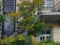 Όμορφες, πράσινες και λουλουδιασμένες γε...