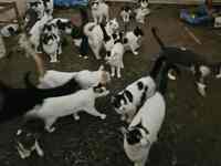 Πάτρα- Απίστευτο: 28 γάτες φυλακισμένες ...